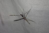 Agdistis