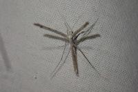 Agdistis