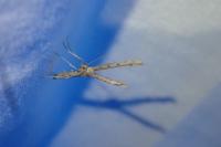 Agdistis