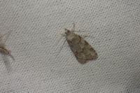 Cnephasia