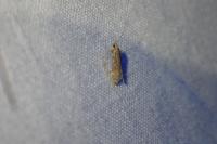 Scrobipalpa