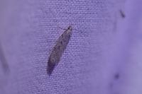 Scrobipalpa