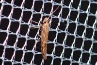 Pyroderces argyrogrammos