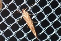 Pyroderces argyrogrammos