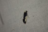 Monopis monachella