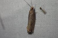 Bactra