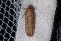 Platyedra subcinerea
