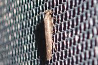 Platyedra subcinerea