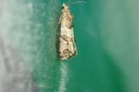 Lobesia botrana