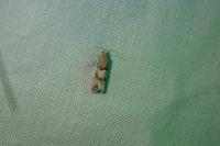 Lobesia botrana