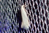 Elachista argentella