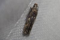 Teleiopsis diffinis