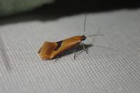 Batia lambdella