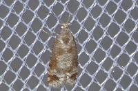Rhyacionia maritimana