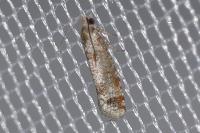 Rhyacionia maritimana
