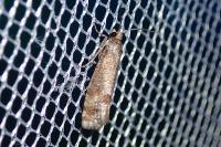 Rhyacionia maritimana