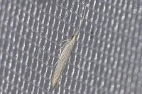 Coleophora