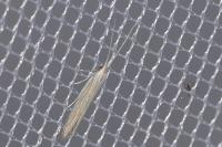 Coleophora