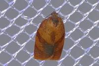 Cacoecimorpha pronubana