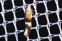 Aproaerema polychromella