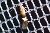 Aproaerema polychromella