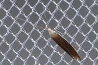 Coleophora albella
