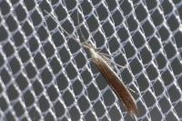 Coleophora albella