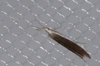 Coleophora albella