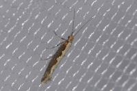 Plutella xylostella