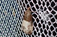 Notocelia cynosbatella