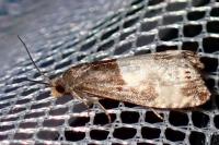 Notocelia cynosbatella