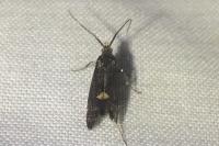 Esperia sulphurella