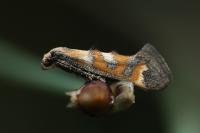 Epermenia pontificella
