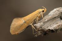 Crassa tinctella