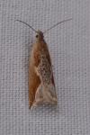 Ancylis diminutana