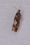Epinotia immundana