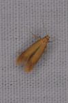 Tischeria