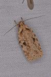 Agonopterix arenella