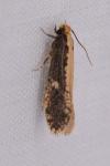 Monopis crocicapitella
