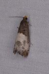 Notocelia cynosbatella