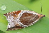 Ancylis unculana