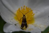Adela australis