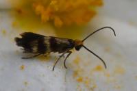 Micropterix aglaella