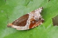 Ancylis unculana