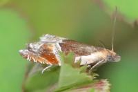 Ancylis unculana