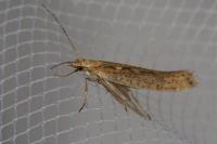 Plutella xylostella