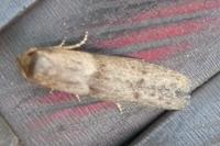 Blastobasis