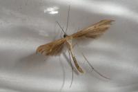 Pterophorus