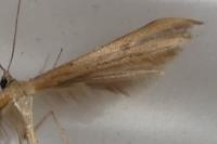 Pterophorus