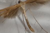 Pterophorus